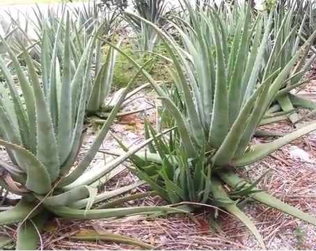 Aloe vera (A. barbadensis) Medicinal Aloe (Yellow Flowers) - 5 Gallon