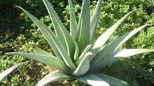 Aloe vera (A. barbadensis) Medicinal Aloe (Yellow Flowers) - 5 Gallon