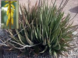 Aloe vera (A. barbadensis) Medicinal Aloe (Yellow Flowers) - 5 Gallon