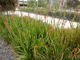 Anigozanthos 'Orange Cross' Kangaroo Paw Orange - 5 Gallon