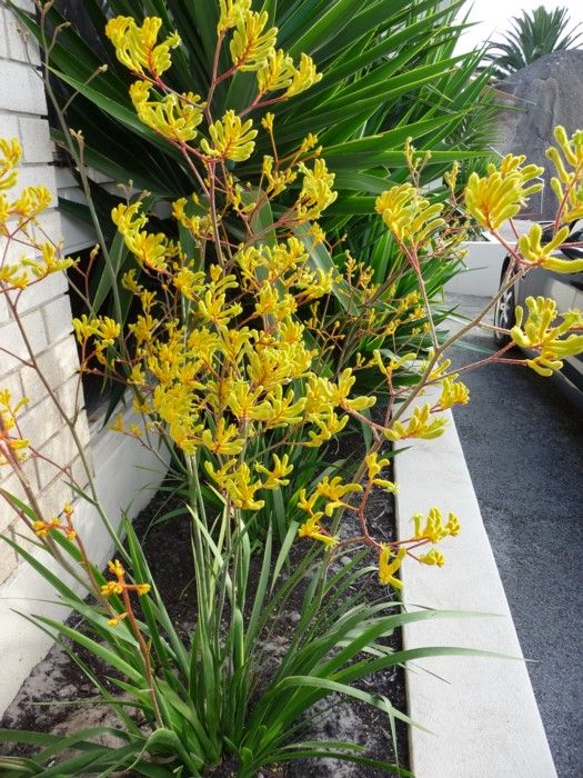Anigozanthos 'Yellow Gem' Kangaroo Paw Yellow - 5 Gallon