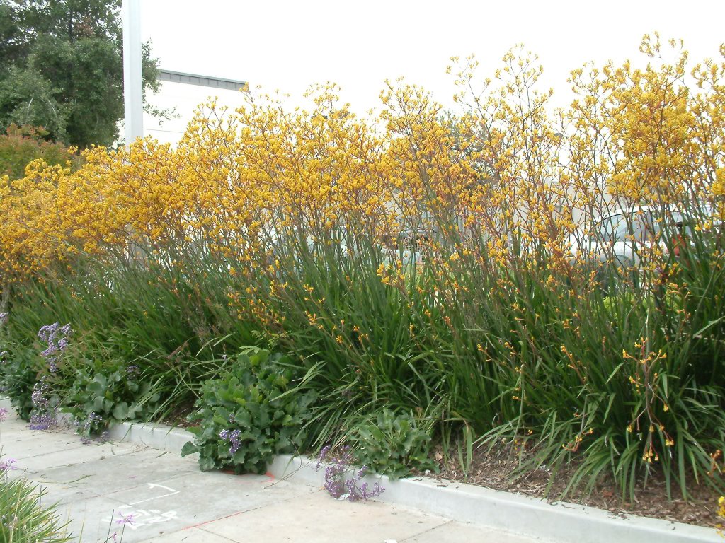 Anigozanthos 'Yellow Gem' Kangaroo Paw Yellow - 5 Gallon