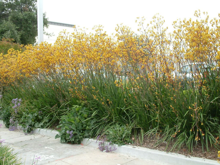 Anigozanthos 'Yellow Gem' Kangaroo Paw Yellow - 5 Gallon