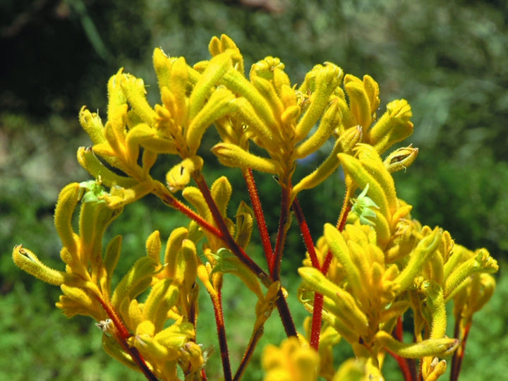 Anigozanthos 'Yellow Gem' Kangaroo Paw Yellow - 5 Gallon