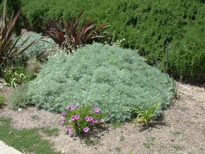 Artemisia 'Powis Castle' - 5 Gallon