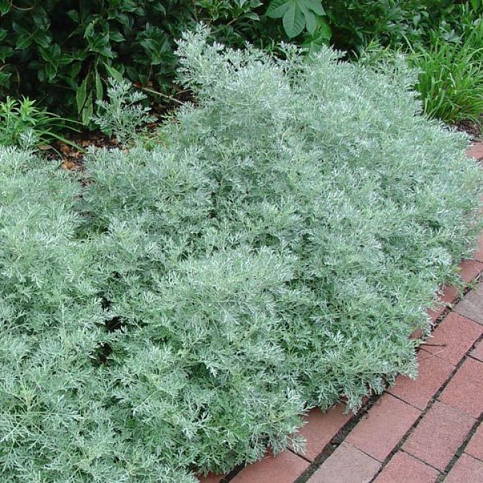 Artemisia 'Powis Castle' - 5 Gallon