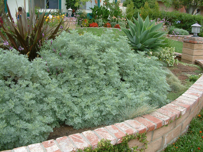 Artemisia 'Powis Castle' - 5 Gallon