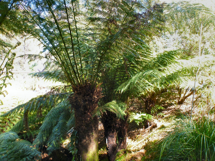 Autralian Tree Fern - 15 Gallon
