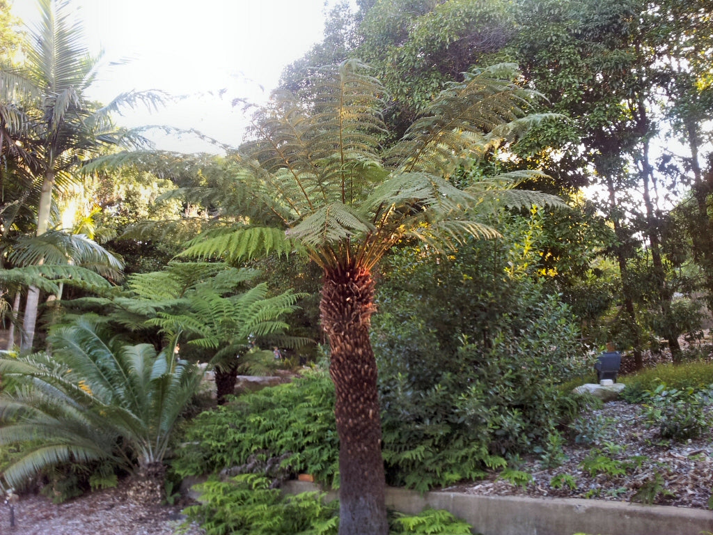 Autralian Tree Fern - 15 Gallon