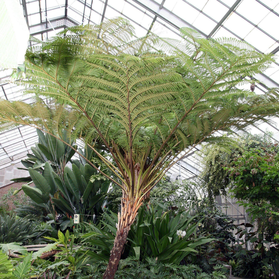 Autralian Tree Fern - 15 Gallon