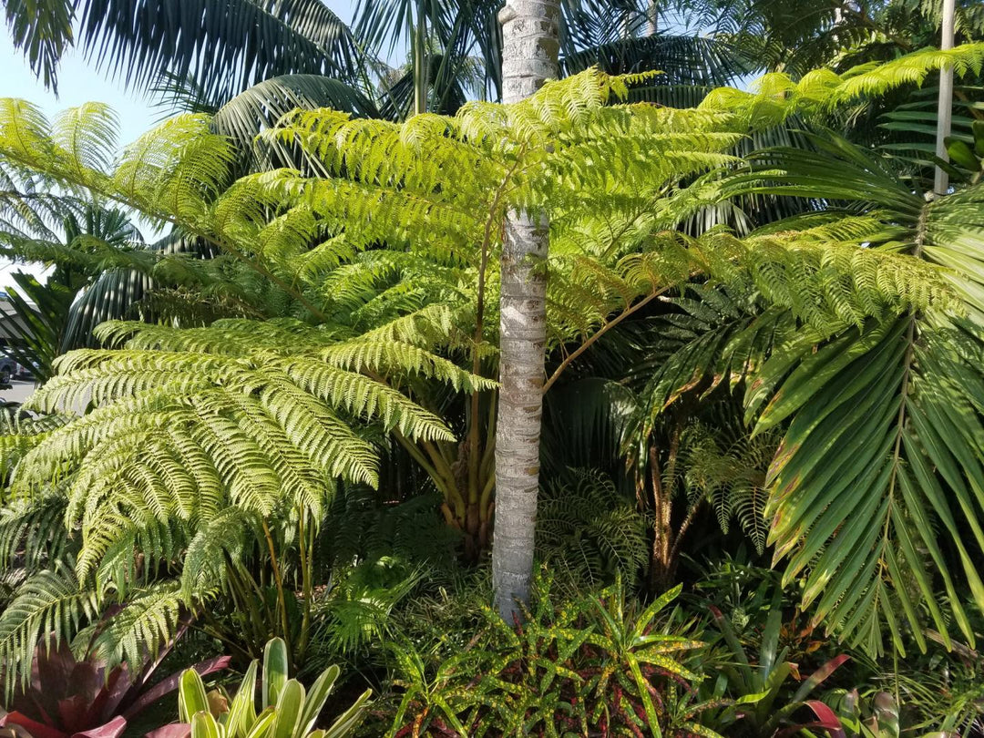 Autralian Tree Fern - 15 Gallon