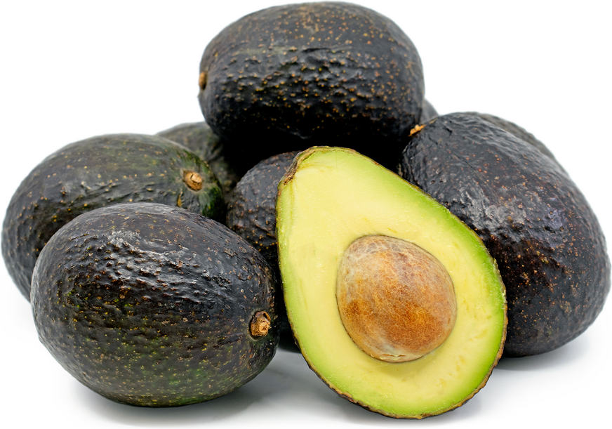 Hass Avocado Tree - 15 Gallon