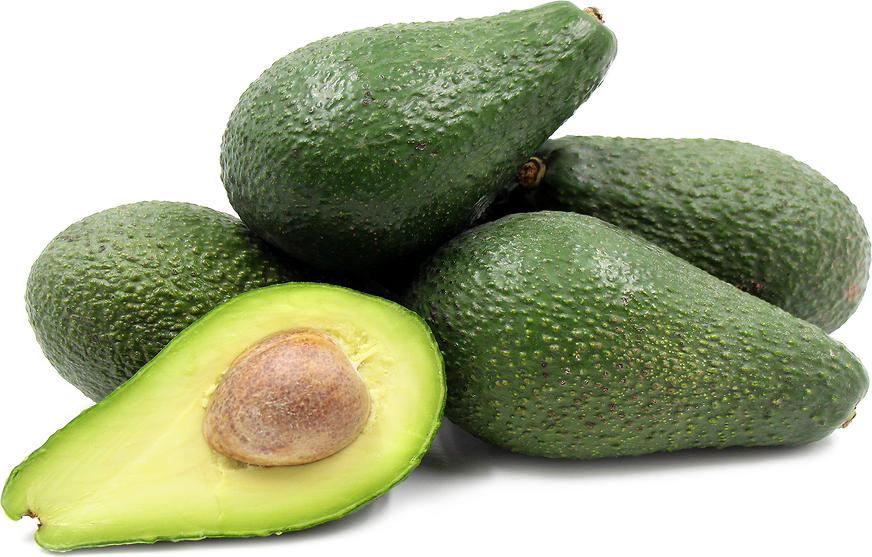 Pinkerton Avocado Tree - 15 Gallon