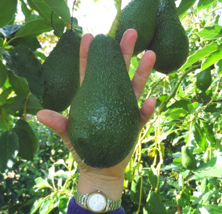 Pinkerton Avocado Tree - 15 Gallon