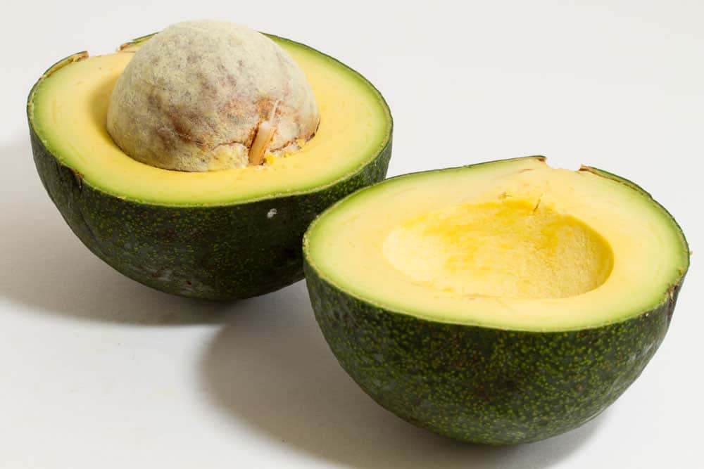 Reed Avocado Tree - 15 gallon