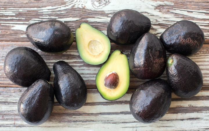 Sir Prize Avocado Tree - 24" Box 