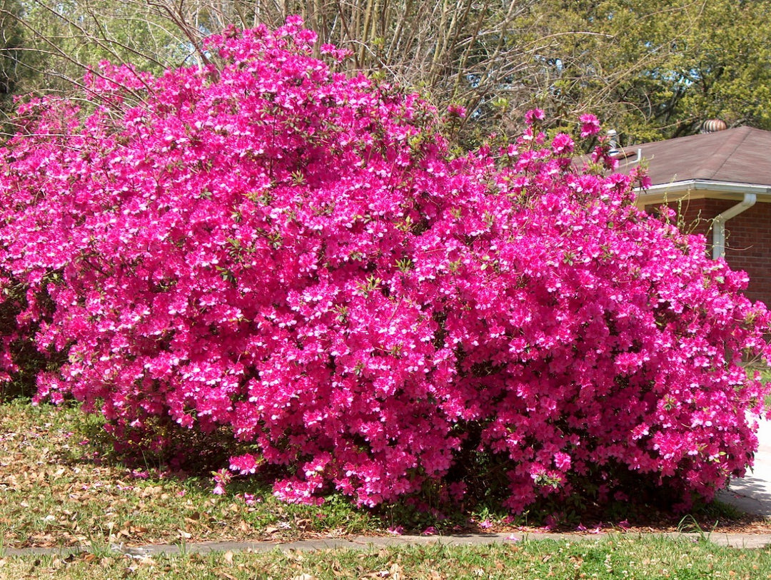 Azalea 'Formosa' - 5 Gallon