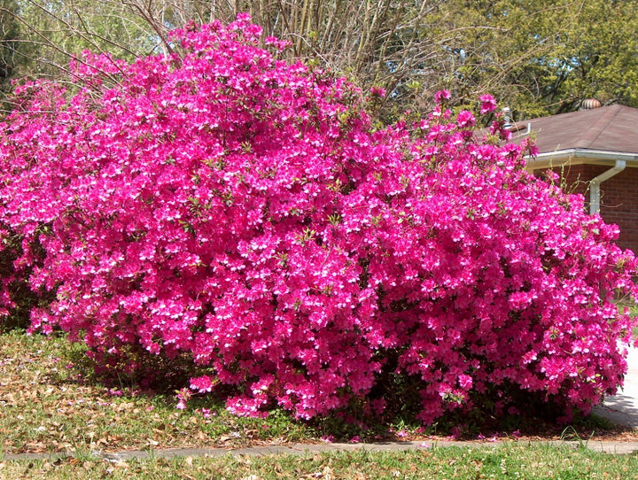 Azalea 'Formosa' - 5 Gallon