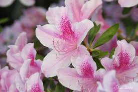 Azalea 'George L. Taber' - 5 Gallon