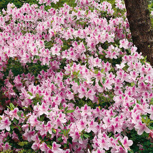 Azalea 'George L. Taber' - 5 Gallon