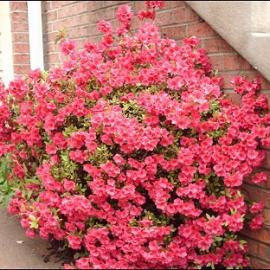 Azalea 'Pride of Dorking' - 5 Gallon
