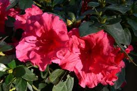 Azalea 'Red Bird' - 5 Gallon