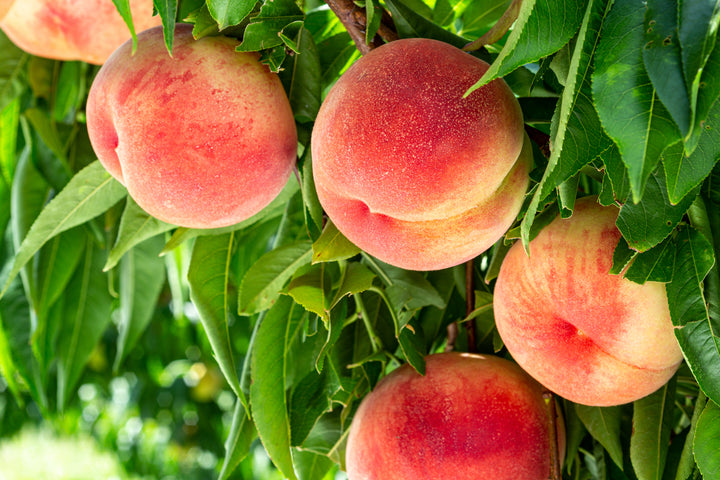 Babcock Peach Tree - 15 Gallon