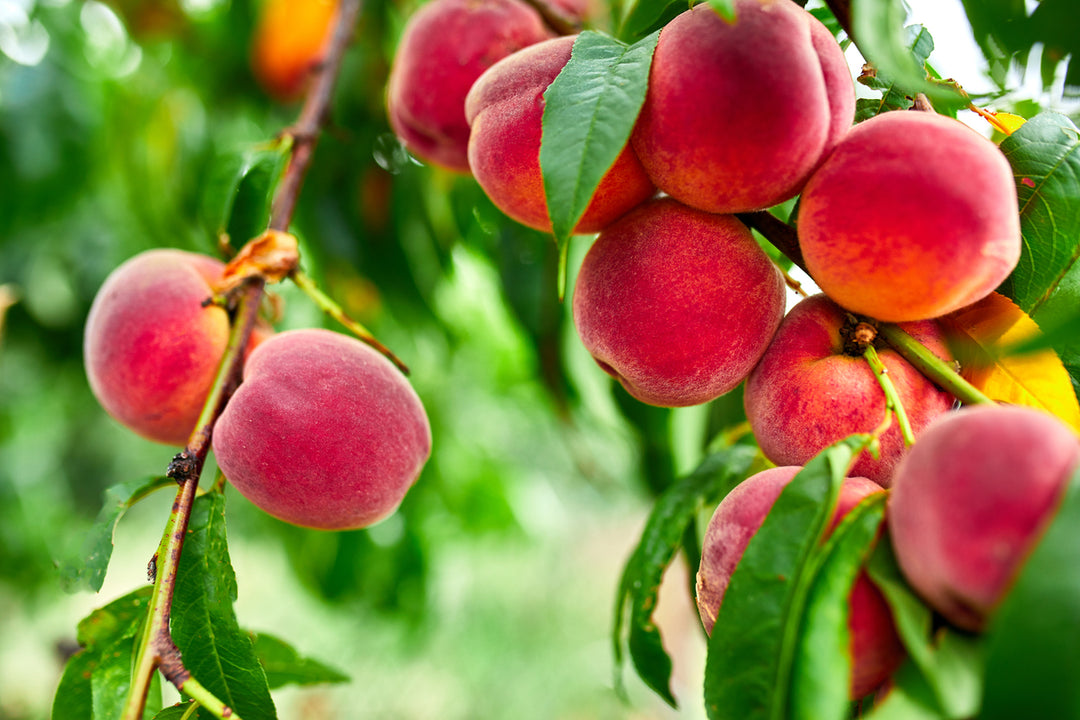 Babcock Peach Tree - 15 Gallon
