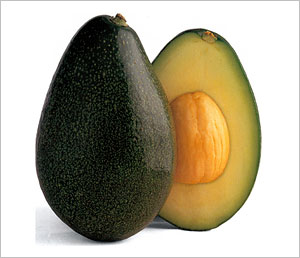Bacon Avocado Tree - 15 Gallon