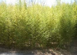 Golden Bamboo  - 15 Gallon