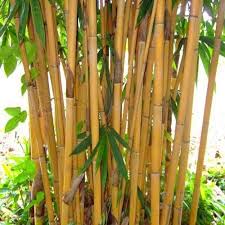 Golden Bamboo  - 15 Gallon