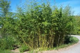 Golden Bamboo  - 15 Gallon