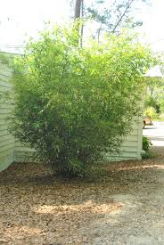 Bamboo Golden Goddess Clumping  - 15 Gallon