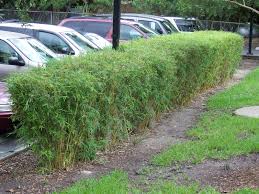 Bamboo Golden Goddess Clumping  - 15 Gallon