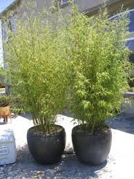 Bamboo Golden Goddess Clumping  - 15 Gallon