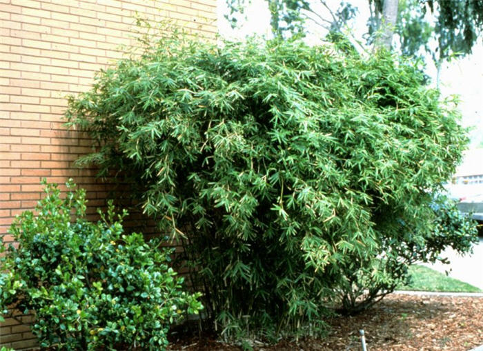 Bamboo Golden Goddess Clumping  - 15 Gallon