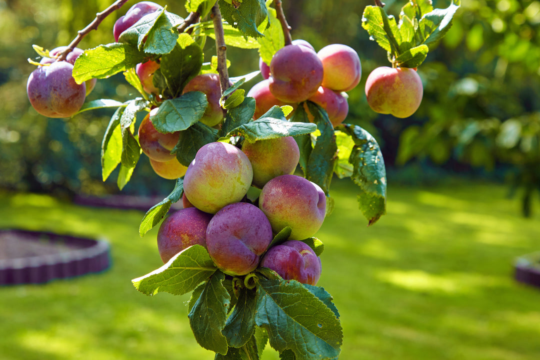 Beauty Plum Tree - 15 Gallon