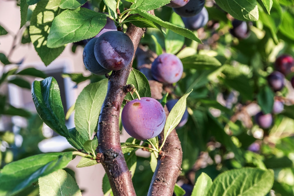 Beauty Plum Tree - 15 Gallon