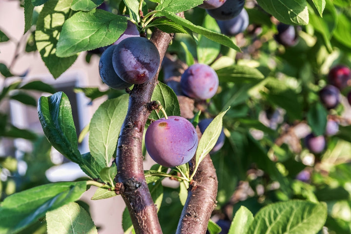 Beauty Plum Tree - 15 Gallon