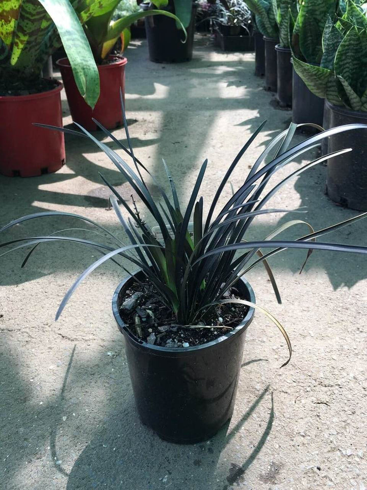 Ophiopogon planiscapus 'Nigrescens' - Black Mondo Grass - 1 Gallon