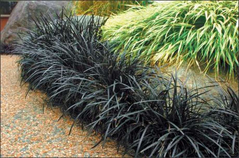 Ophiopogon planiscapus 'Nigrescens' - Black Mondo Grass - 1 Gallon