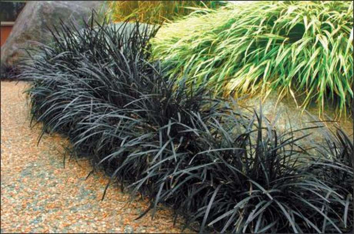 Ophiopogon planiscapus 'Nigrescens' - Black Mondo Grass - 1 Gallon