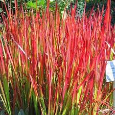 Imperata Cylindrica 'Rubra' ('Red Baron') Blood Grass - 5 Gallon