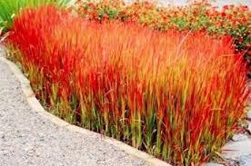 Imperata Cylindrica 'Rubra' ('Red Baron') Blood Grass - 5 Gallon