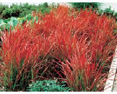 Imperata Cylindrica 'Rubra' ('Red Baron') Blood Grass - 5 Gallon