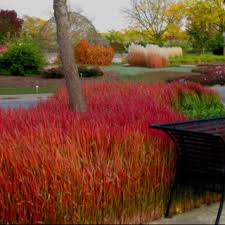Imperata Cylindrica 'Rubra' ('Red Baron') Blood Grass - 5 Gallon