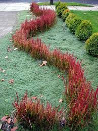 Imperata Cylindrica 'Rubra' ('Red Baron') Blood Grass - 5 Gallon