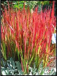 Imperata Cylindrica 'Rubra' ('Red Baron') Blood Grass - 5 Gallon