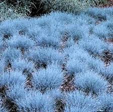 Festuca glauca 'Elijah Blue' (F. cinerea) Blue Fescue - 1 Gallon