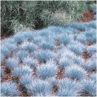 Festuca glauca 'Elijah Blue' (F. cinerea) Blue Fescue - 1 Gallon